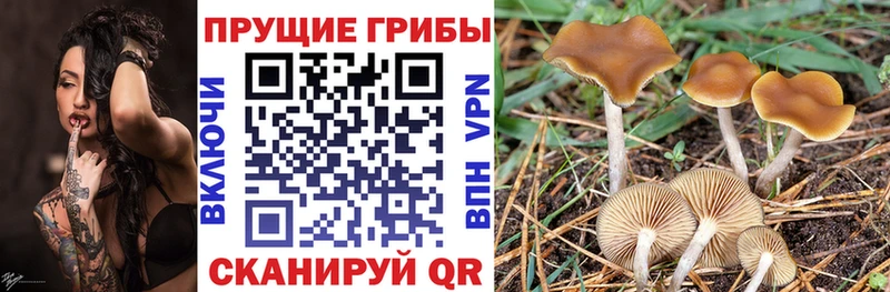 Псилоцибиновые грибы MAGIC MUSHROOMS  Михайловка 